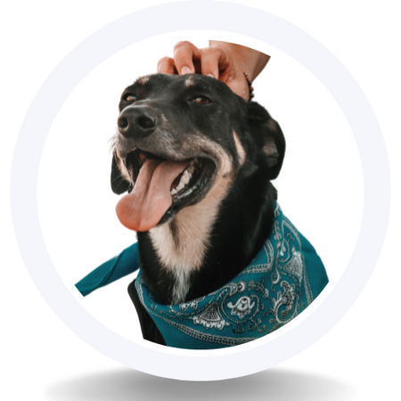 Pets RN Store